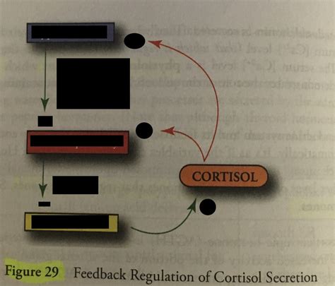 cortisol quizlet